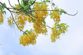 [ẢNH] Muồng hoàng yến nhuốm sắc vàng cả góc phố Hà Nội giữa mùa dịch