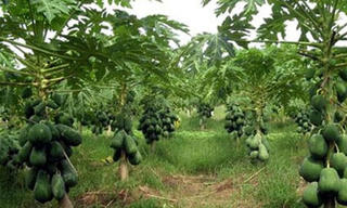 Đu đủ rớt giá, nông dân khó khăn