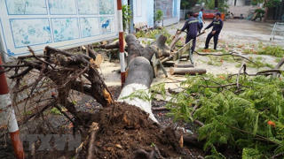 Cây phượng bất ngờ ngã đổ khiến ba nữ sinh lớp 8 bị thương