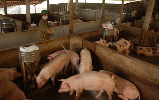 Nghĩa Lộ (Yên Bái): Hỗ trợ 305 triệu đồng cho cơ sở chăn nuôi