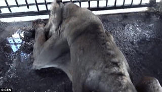 Hổ, sư tử đói trơ xương, không đứng dậy nổi ở rạp xiếc Tây Ban Nha