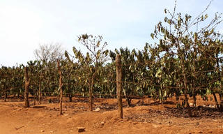 Tây Nguyên triển khai phòng, chống hạn