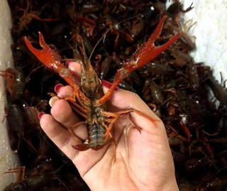 Ngăn chặn nguồn nguy hại