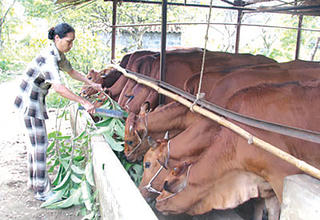 Phát triển chăn nuôi đàn bò thịt