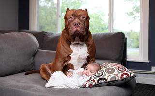 Chó pitbull lớn nhất thế giới trông trẻ 3 tháng tuổi