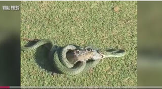 [VIDEO] Rắn độc nuốt chửng cự đà trên sân golf Thái Lan