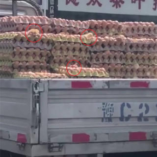 Trứng nở thành gà con ngay trên xe vận chuyển vì thời tiết nóng