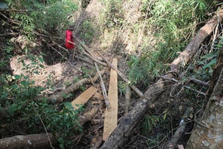 Đã có kết quả giám định thiệt hại vụ phá rừng tại Gia Lai