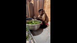 [VIDEO] Hài hước chú khỉ biết phụ chủ làm việc bếp núc