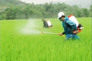 Giảm trên 50% lượng thuốc hóa học trừ sâu đối với rau, lúa