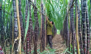 Ngành mía đường lại cầu cứu