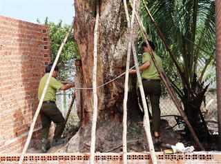 Tìm thấy cây giáng hương trên 100 năm tuổi bị đào trộm tại Tây Ninh
