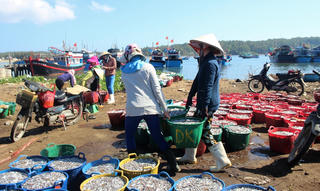 Ngư dân trúng đậm cá cơm đầu năm