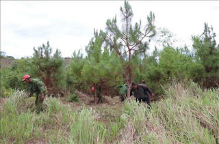 Tăng cường bảo vệ rừng vùng trọng điểm