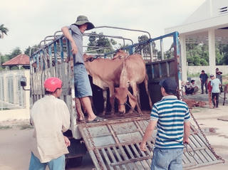 Bình Định: Trao tặng bò giống cho hộ nghèo