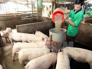 Giá nguyên liệu thức ăn chăn nuôi tăng