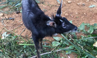 Quảng Bình: Tiếp nhận 2 cá thể động vật hoang dã quý hiếm