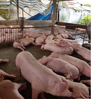 Giá thịt lợn hơi đồng loạt giảm