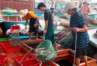 Tàu thuyền đầy ắp cá cập bến vui mừng tết Độc lập