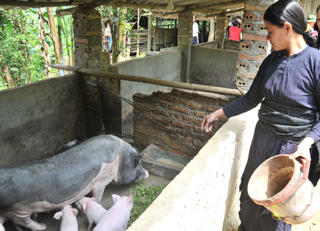 Gánh nặng môi trường chăn nuôi