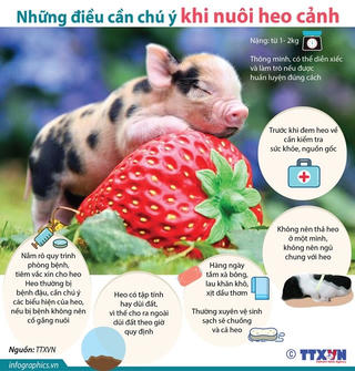 [Infographics] Những điều cần chú ý khi nuôi heo cảnh