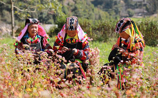 Sắc hồng trên cao nguyên đá Đồng Văn
