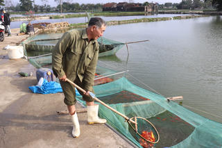 [ẢNH] Giá cá chép vàng tăng gấp đôi, nông dân Thanh Hoá thu lãi cả trăm triệu đồng