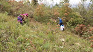 Phòng sạt lở đất bằng cỏ Vetiver