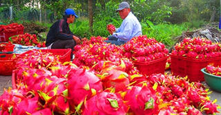 Không nên  trồng thanh long  ồ ạt