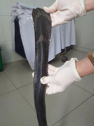 Thêm một trường hợp bị rắn hổ mang chúa cắn