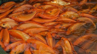 Làng nuôi cá chép đỏ xứ Thanh trước ngày ông Công, ông Táo về trời