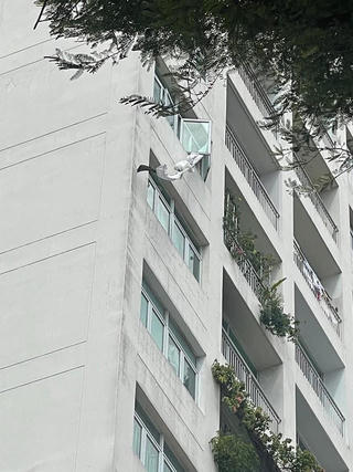 TP Hồ Chí Minh: Bí ẩn một cụ bà rơi từ tầng 7 chung cư tử vong