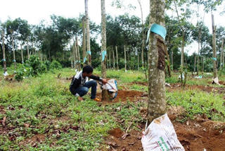 Tây Nguyên trong 'cơn sốt' hồ tiêu