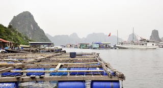 Di chuyển nhà bè nuôi trồng, kinh doanh thuỷ sản tại khu vực Hoa Cương