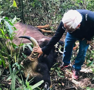 Cá thể bò tót nặng khoảng 800 kg chết ở Đồng Nai