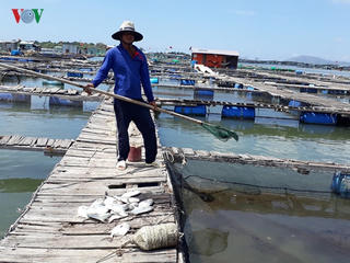 Thừa Thiên-Huế: Cá lồng nuôi chết hàng loạt