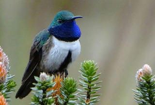 Phát hiện loài chim ruồi mới ở Ecuador