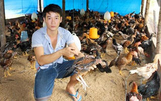 Huyện Châu Thành (Hậu Giang): Gà chết do... tiêm văcxin