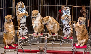 [VIDEO] Hổ và sư tử béo núc trong rạp xiếc Nga