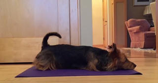 Chú chó tự tập Yoga gây 'sốt' mạng xã hội