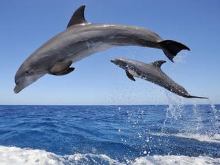 Mỹ có khu bảo tồn ven biển dành riêng cho cá heo