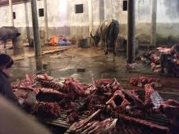 Quảng Nam: Liên tiếp phát hiện các cơ sở giết mổ bơm nước vào bò