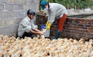 Nắng nóng tăng nguy cơ dịch bệnh trên gia súc, gia cầm
