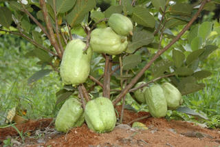 Kỹ thuật trồng ổi