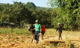 Hàng ngàn nông dân xuống đồng
