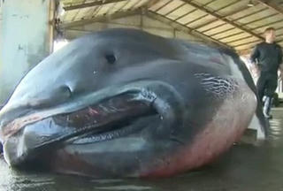 Indonesia: Phát hiện cá mập mồm rộng cực hiếm