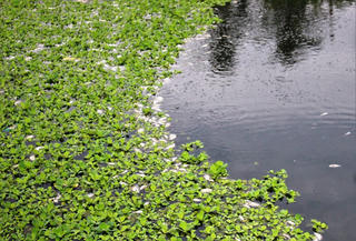 Quảng Nam: Cá chết nổi trắng hồ điều tiết bốc mùi hôi thối