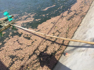 [NGHI VẤN] 30 vạn con tôm chết nghi do bị đầu độc