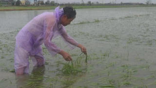 Hà Tĩnh: Hơn 12,6 nghìn ha lúa, hoa màu ngập úng