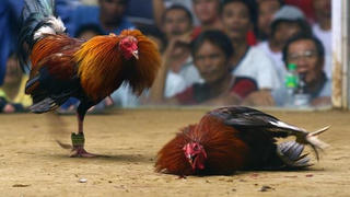 Đá gà, từ thú vui tới phạm tội
